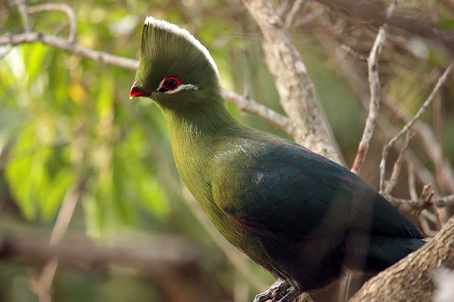 Knysna Loerie