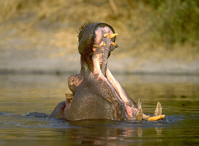 Hippo - Okavango