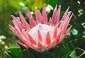 Königs-Protea / King Protea