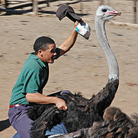 Straußenritt / Ostrich Riding